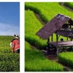 Indonesia Economy: Agriculture, Livestock and Fishing